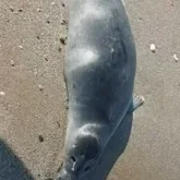 Каспий жағасынан 62 итбалық өлі табылды