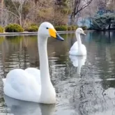 Алматыдағы ботаникалық баққа аққулар оралды (ВИДЕО)