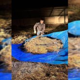 Жамбыл облысында шопан өзі тұтыну үшін 40 келі есірткі дайындаған