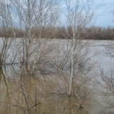 Жайық өзеніндегі су деңгейі бір тәулікте 13 сантиметрге көтерілді