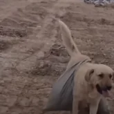 Атырауда ит те бөгет салуға көмектесіп жүр