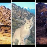 3500 метр биіктікте мекендейтін жыртқыштар фототұзаққа түсіп қалды (ВИДЕО)