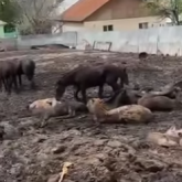 Алматы облысының тұрғыны тірі малды өлекселердің ішінде ұстаған