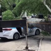 Алматыда ағаш патруль көлігіне құлады (ВИДЕО)