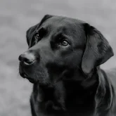 Ақмола облысында депутат итті көлігімен басып өткен