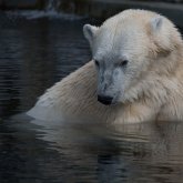 Алматы зообағы Чехиядан алдырылған ақ аюдың өлгенін жасырған