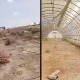 Қызылорда облысында мемлекеттің қаржысына салынған ондаған жылыжай қаңырап бос тұр (ВИДЕО)