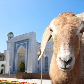 «Қой бағасы - 75 мың»: Онлайн құрбан шалу ережелері қандай