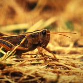 Келісінің құны 10 доллар: Қазақстан шегірткені шетелге экспорттамақ