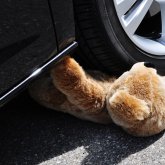 Ақсуда 16 жастағы қызды көлік қағып кетті