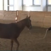 Ақтөбеде ат спорты мектебіне асыл тұқымды жылқы деп мініс аттары алынған