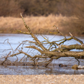Қаскелең өзенінен мәйіт табылды