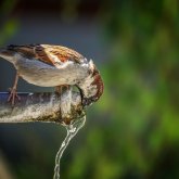 41 градус ыстық: Cиноптиктер алдағы үш күнге ауа райы болжамын ұсынды