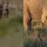 Балқаш маңында пілдер жайылып жүр (ВИДЕО)