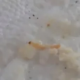 Өскемендегі мектеп асханасында оқушылардың тамағынан құрт шықты