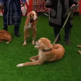 Халықаралық иттер көрмесіне тұңғыш рет қазақ тазысы қатысты