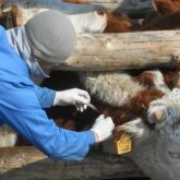 Атырауда тағы бір адамнан сібір жарасы анықталды