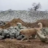 Пшөннің өлімі: Атырау облысының полициясы қылмыстық іс қозғады