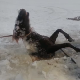 Қарағанды облысында 50-ге жуық жылқы суға батып, мұз болып қатып қалған (ВИДЕО)