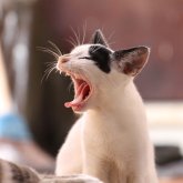 «Атырауда қарт әжейді мысықтар жеп қойған»: Полиция оқиғаға қатысты пікір білдірді