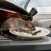 Жетісу облысындағы мектептің асханасынан тышқан табылған