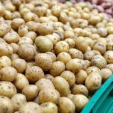 Петропавлда да бір адамға 3 келіден артық картоп сатылмайтын болды