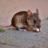 Қызылорда облысындағы балабақшаның асханасын тышқан жайлаған