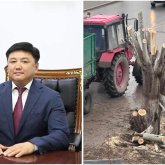 «Тал түбімен жойылмаған»: Қызылорда әкімдігі кесілген ағаш үшін ақталды