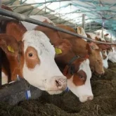 Ақтөбе облысында ірі қара індеттен қырылып, өңірге карантин енгізілді