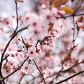 Алдағы күндері еліміздің кей өңірлерінде 30 градусқа дейін жылы болады