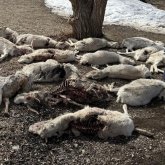 Ұлытау облысында үш мың киіктің өлексесі табылған (ВИДЕО)