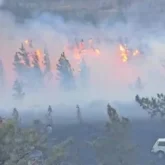 «Жағдай ерекше бақылауда»: Баянауылда орман өртеніп жатыр (ВИДЕО)