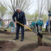 Мемлекет басшысы «Жастар» саябағында ағаш екті