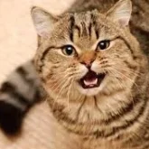 Қостанайда мысық тістеп алған келіншек көз жұмды