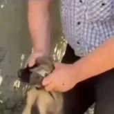 Теміртауда ер адам ауладағы күшіктерді қатыгездікпен өлтірген (ВИДЕО)