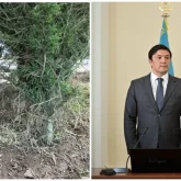 «Ағаштарды бояумен бояп қойған»: Президентті күткен Ақтөбенің әкімі желіде күлкіге қалды (ВИДЕО)