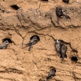 «Құстардың жанын қорғаған»: БҚО тұрғыны қарлығаштардың ұясы үшін қызметінен бас тартты (ВИДЕО)