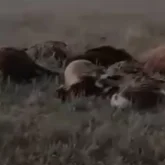 Қарағандыда малдар жаппай қырылып қалған