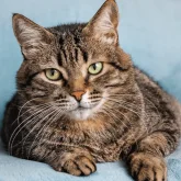 «Танымал болғысы келген»: Шығыс Қазақстанда оқушы қыз мысықты бөлшектеп, оны видеоға түсірген