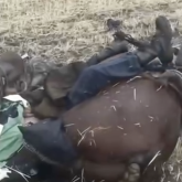 Қатты соққан найзағайдан малшы, екі жылқы мен ит мерт болды (ВИДЕО)