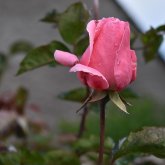 Бүгін еліміз бойынша дауылды ескерту жарияланды