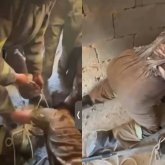 Түркістанда бір жастағы бала әжетханаға құлап кетті (ВИДЕО)