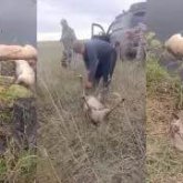 Ақтөбе облысында үш күнде 108 киік қырылды: Жануарлар бір-бірін таптап кеткен