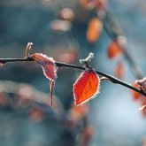 Бүгін елімізде үсік жүреді