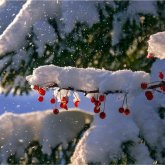 Бүгін еліміздің бірқатар өңірінде қар жауады