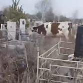 Қостанайда масқара жағдай: зиратты сиырлар басып жүр, ал әкімдік мәселені жылдар бойы шеше алмай келеді