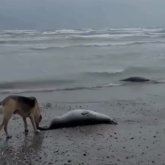 Каспийде жаппай қырылу: 500-ге жуық итбалықтың өлі денесі табылды