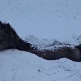 БҚО-да жылқылар қырылып жатыр: сорға батқан үйірге кім жауапты?