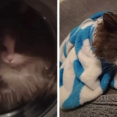 Талдықорған тұрғыны мысығын кір жуғыш машинаға салып жуған