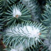 Синоптиктер 2026 жылдың қаңтарына арналған ауа райы болжамын жариялады